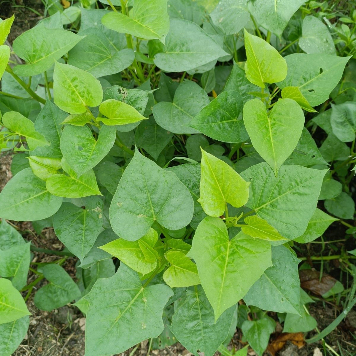 专吃叶五叉分叉快番薯苗福薯圆叶爬藤快阳台花盆一次种植摘后重生 图片 7