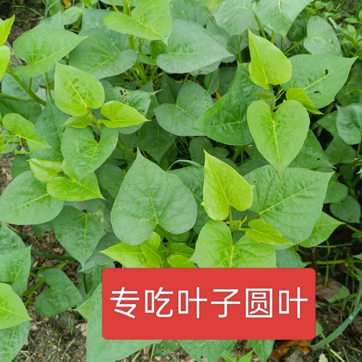 专吃叶五叉分叉快番薯苗福薯圆叶爬藤快阳台花盆一次种植摘后重生 图片 2