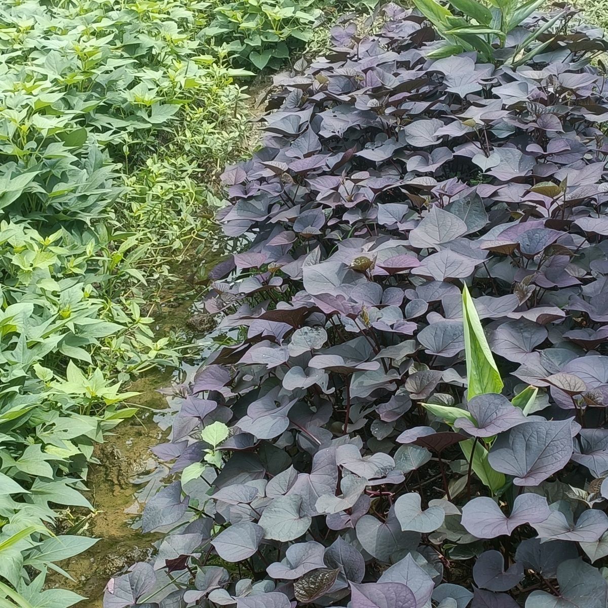 专吃叶五叉分叉快番薯苗福薯圆叶爬藤快阳台花盆一次种植摘后重生 图片 10
