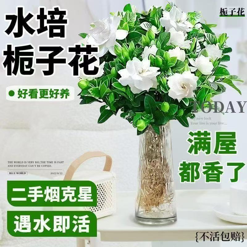 栀子花盆栽花苞室内水培四季桌面开花好养绿植