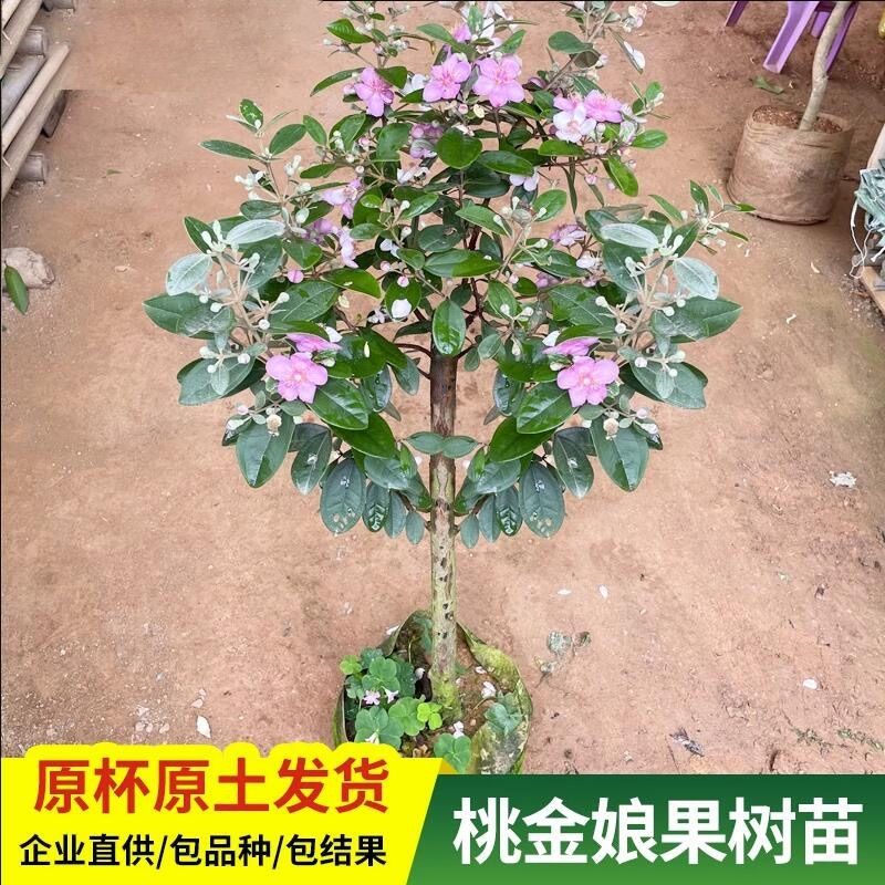 正品山捻子桃金娘水果盆栽稔子树木花苞盆景桃金娘大苗老桩捻子树