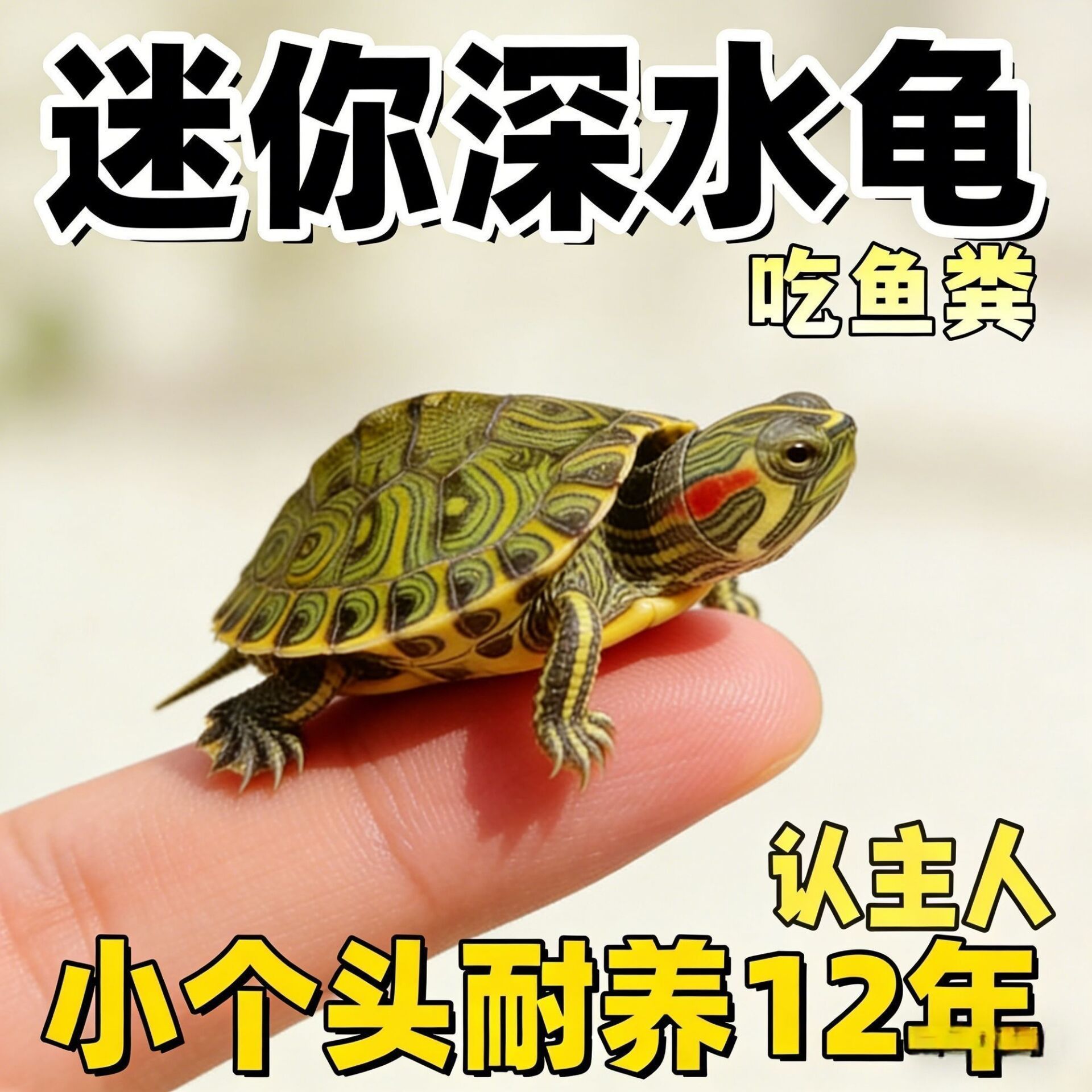 可以和鱼一起饲养的龟情侣一对黄耳龟净鱼缸水质深水迷你小黄耳苗