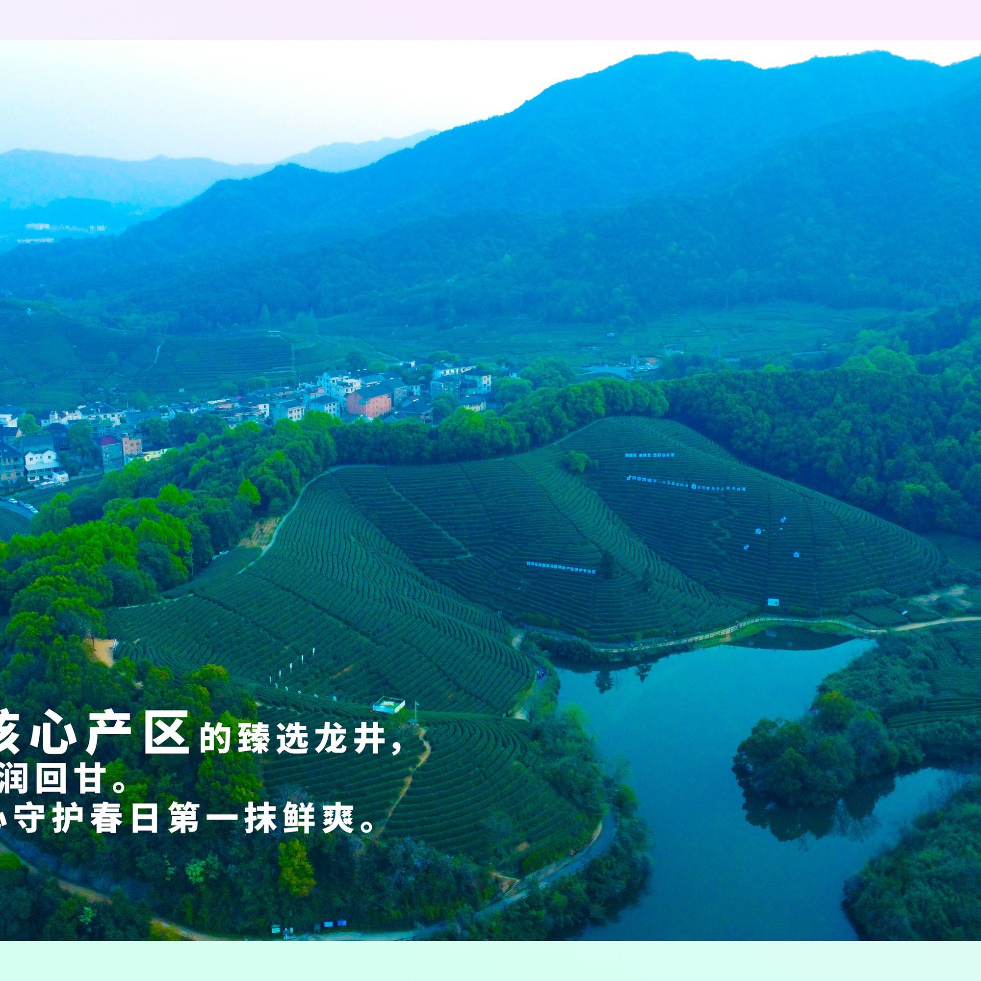 2026 西湖龙井明前特级 Xihu Longjing Tea