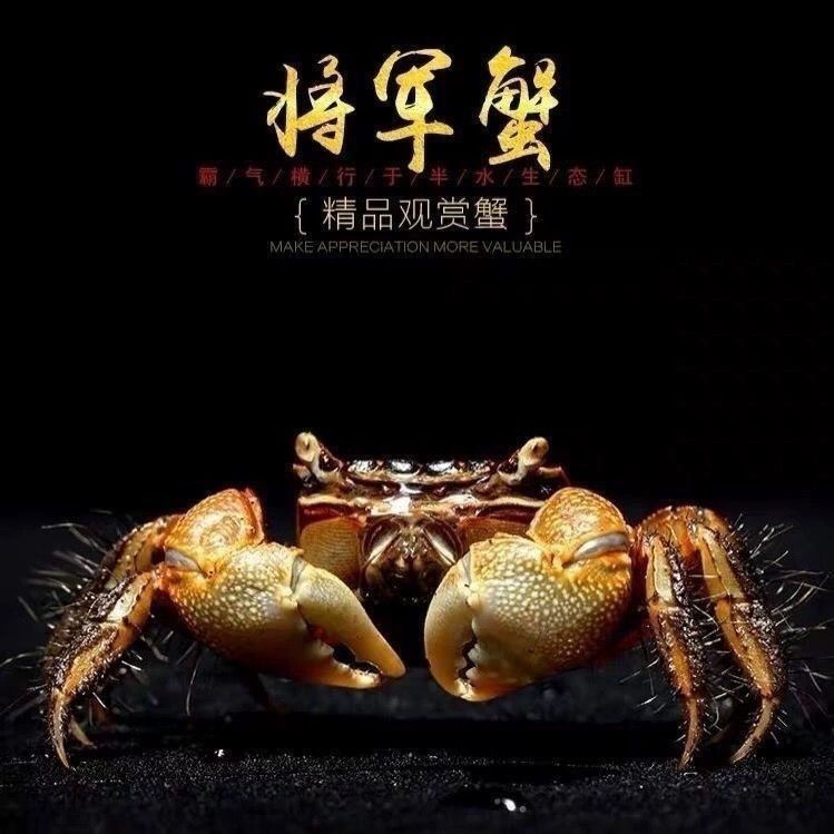 相手蟹淡水小朋友鱼缸批发辣椒蟹将军蟹清理小动物可爱摆摊 图片 4
