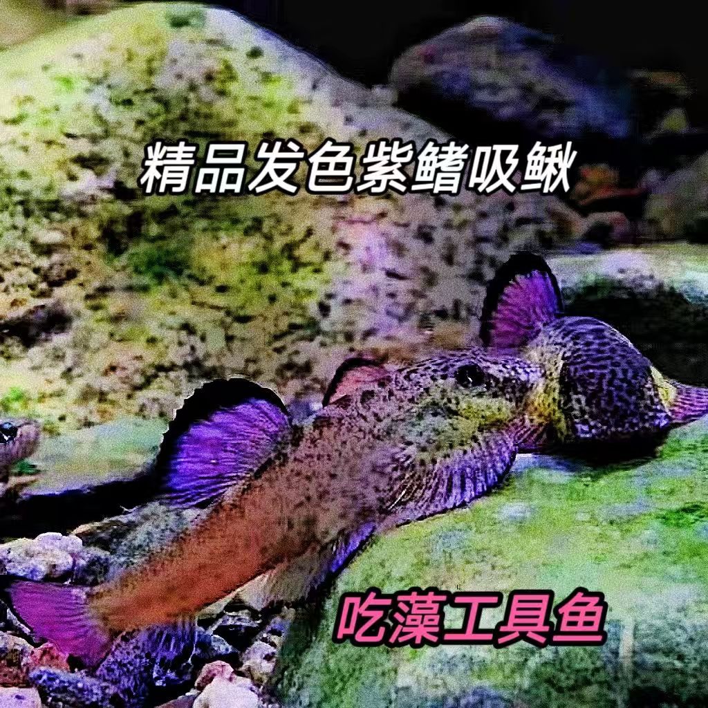 紫鳍原生吸鳅宽头拟腹清道夫清仓观赏鱼冷水麦氏除藻方氏工具清洁