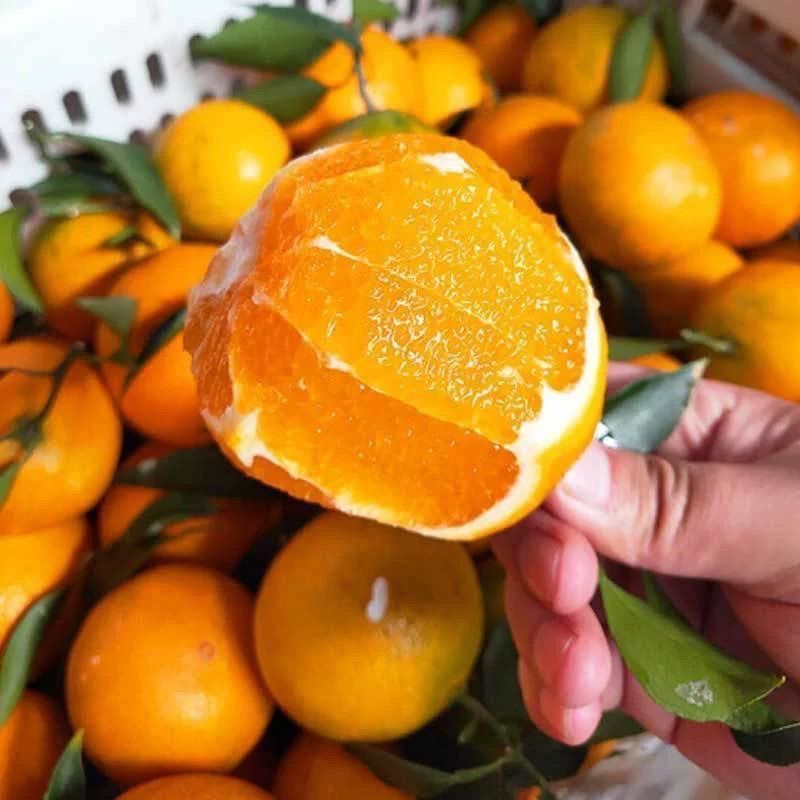 当季薄皮爆汁应季水果现摘新鲜橙子甜橙整箱包邮高山脐橙