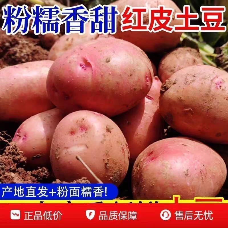 【新上市】正宗云南红皮土豆农家现挖黄心洋芋马铃薯批发新鲜蔬菜 图片 5