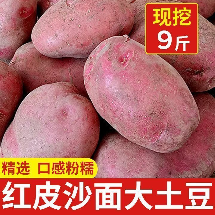 【新上市】正宗云南红皮土豆农家现挖黄心洋芋马铃薯批发新鲜蔬菜 图片 3