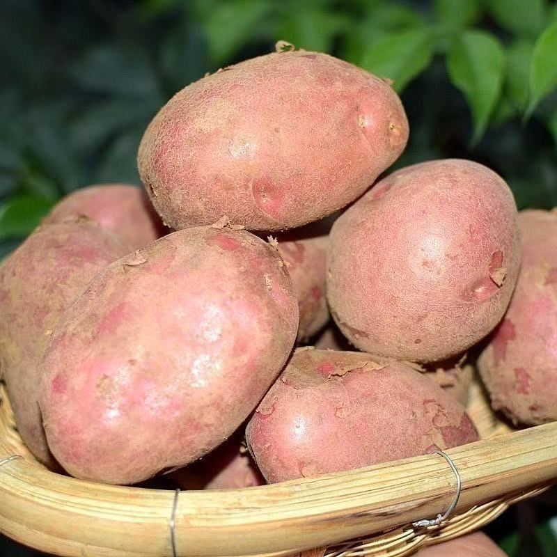 【新上市】正宗云南红皮土豆农家现挖黄心洋芋马铃薯批发新鲜蔬菜 图片 8
