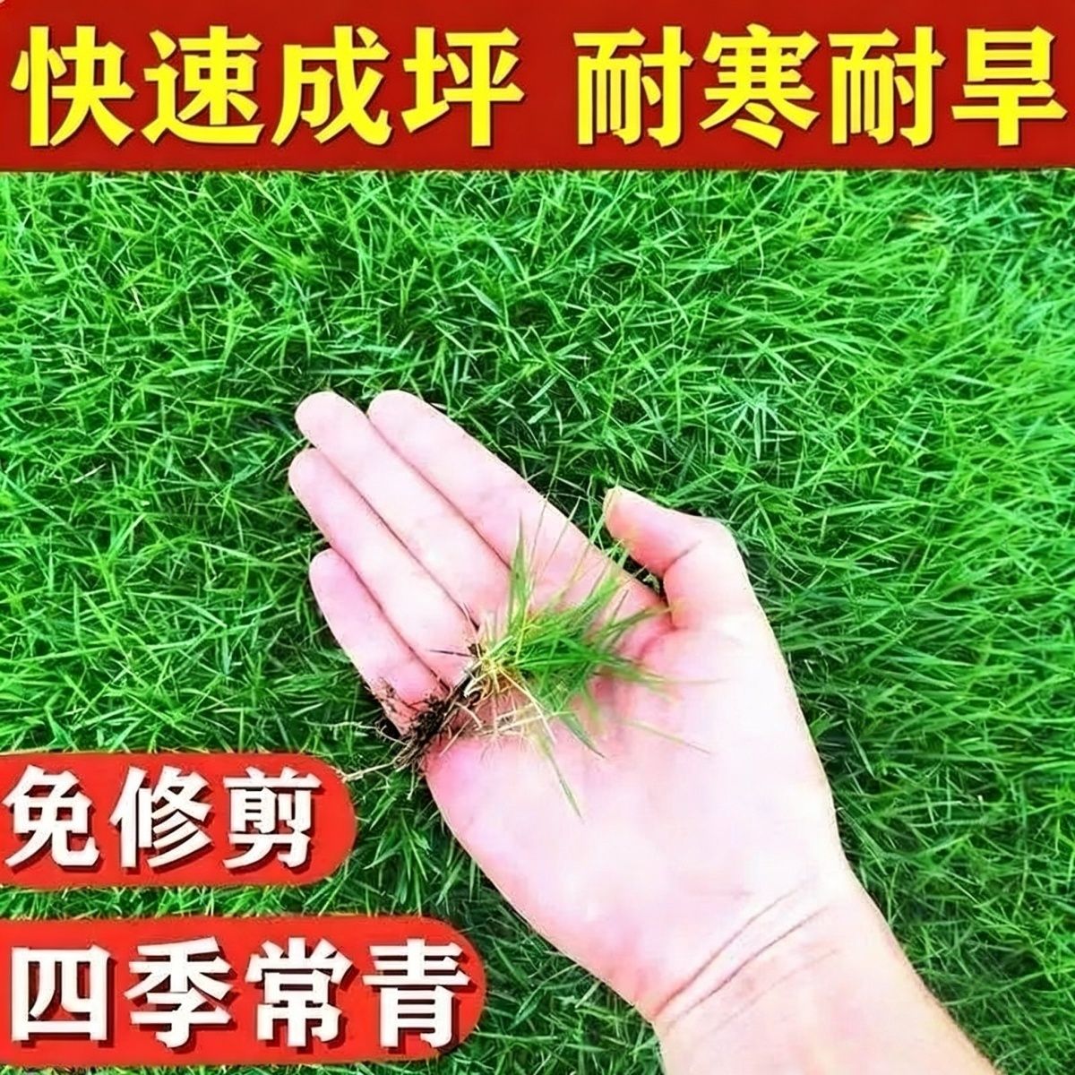 四季青草坪种子