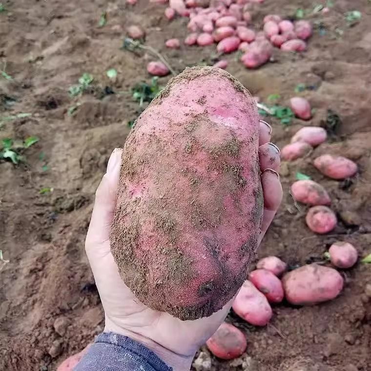 【新上市】正宗云南红皮土豆农家现挖黄心洋芋马铃薯批发新鲜蔬菜 图片 9