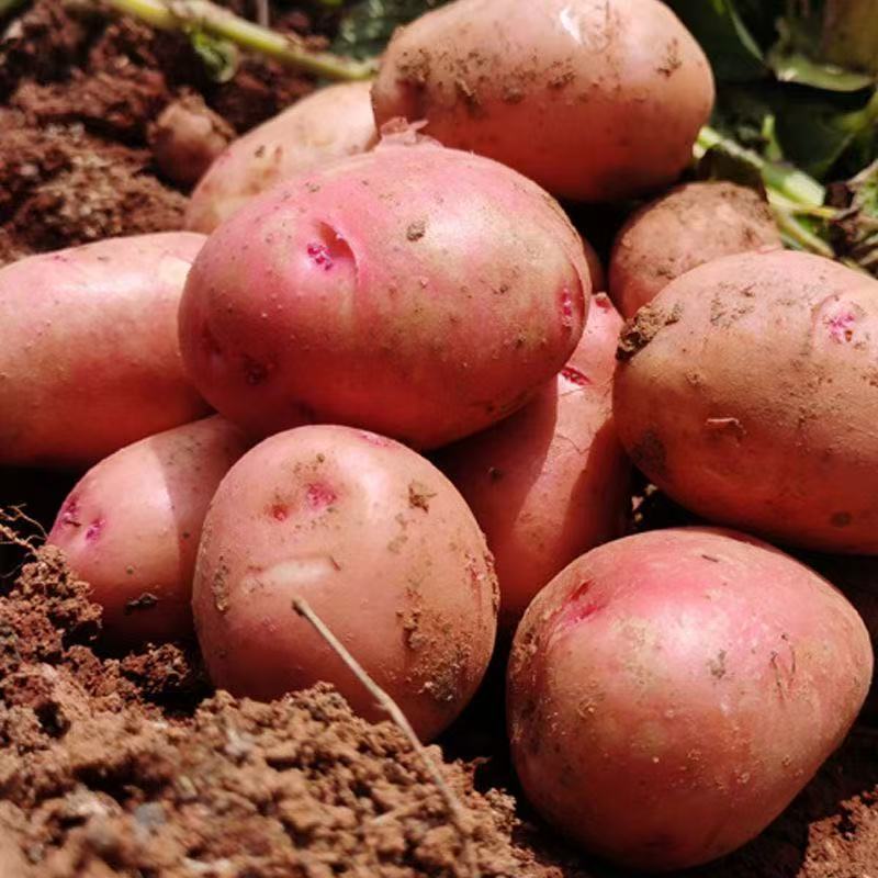 【新上市】正宗云南红皮土豆农家现挖黄心洋芋马铃薯批发新鲜蔬菜 图片 7