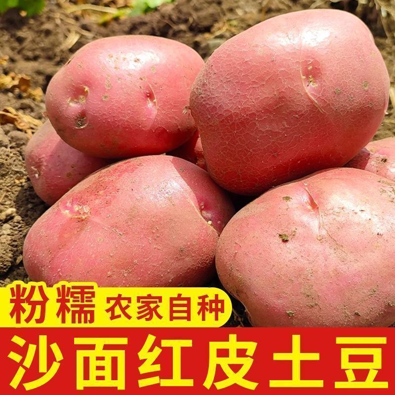 【新上市】正宗云南红皮土豆农家现挖黄心洋芋马铃薯批发新鲜蔬菜 图片 4