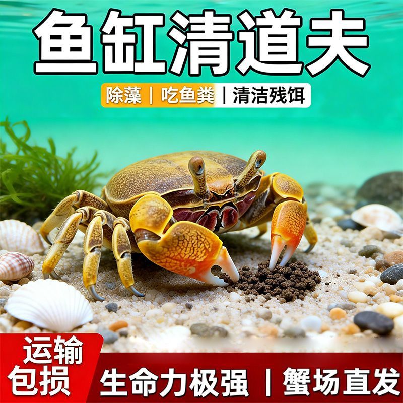 迷你蟹辣椒蟹观赏蟹灯科鱼虾斑马鱼混养吃涡虫杂食鱼饲料除藻剂 图片 5