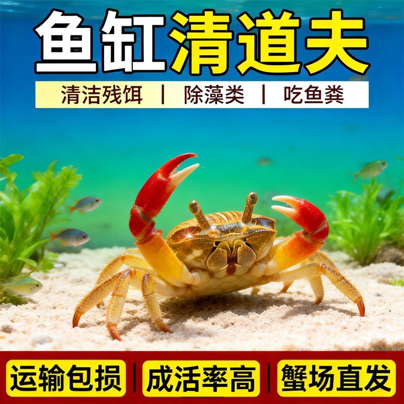 迷你蟹辣椒蟹观赏蟹灯科鱼虾斑马鱼混养吃涡虫杂食鱼饲料除藻剂 图片 7