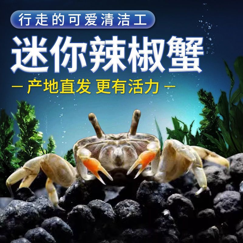 迷你蟹辣椒蟹观赏蟹灯科鱼虾斑马鱼混养吃涡虫杂食鱼饲料除藻剂 图片 9