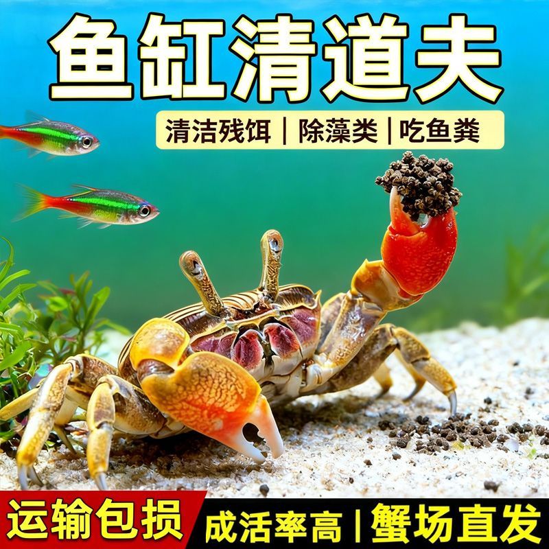 迷你蟹辣椒蟹观赏蟹灯科鱼虾斑马鱼混养吃涡虫杂食鱼饲料除藻剂 图片 6