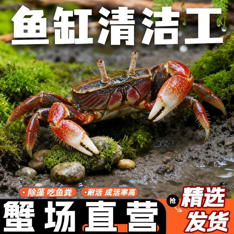 迷你蟹辣椒蟹观赏蟹灯科鱼虾斑马鱼混养吃涡虫杂食鱼饲料除藻剂 图片 4