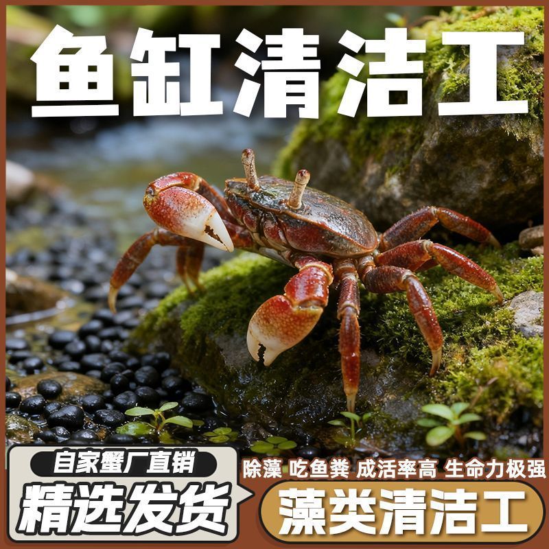 迷你蟹辣椒蟹观赏蟹灯科鱼虾斑马鱼混养吃涡虫杂食鱼饲料除藻剂 图片 3