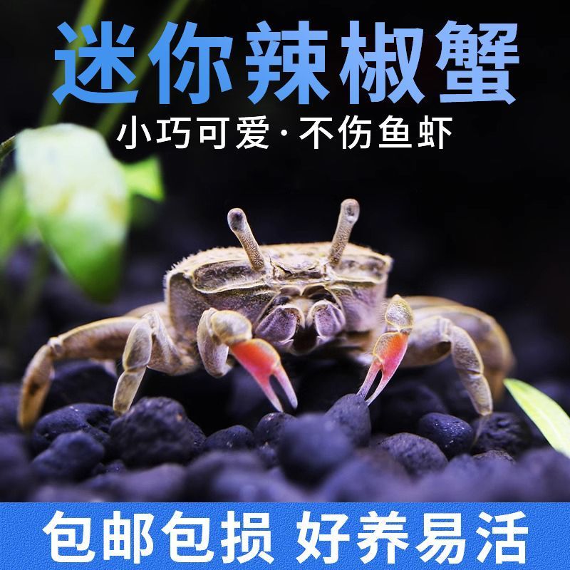 迷你蟹辣椒蟹观赏蟹灯科鱼虾斑马鱼混养吃涡虫杂食鱼饲料除藻剂 图片 10