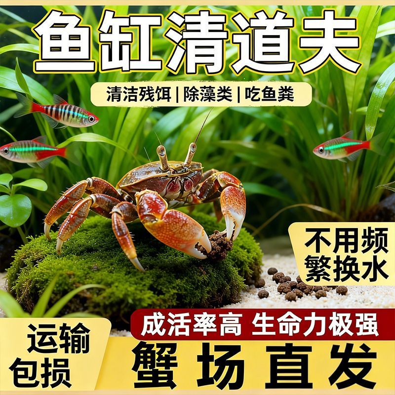 迷你蟹辣椒蟹观赏蟹灯科鱼虾斑马鱼混养吃涡虫杂食鱼饲料除藻剂 图片 1