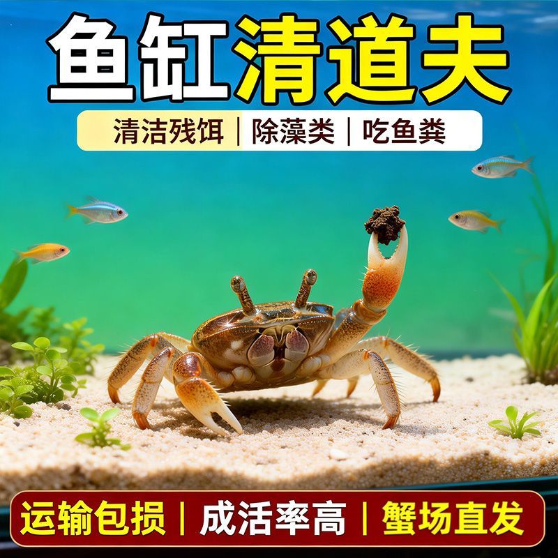 迷你蟹辣椒蟹观赏蟹灯科鱼虾斑马鱼混养吃涡虫杂食鱼饲料除藻剂 图片 8
