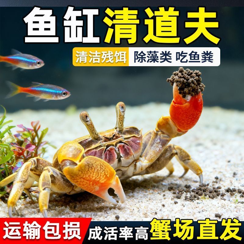 迷你蟹辣椒蟹观赏蟹灯科鱼虾斑马鱼混养吃涡虫杂食鱼饲料除藻剂 图片 2