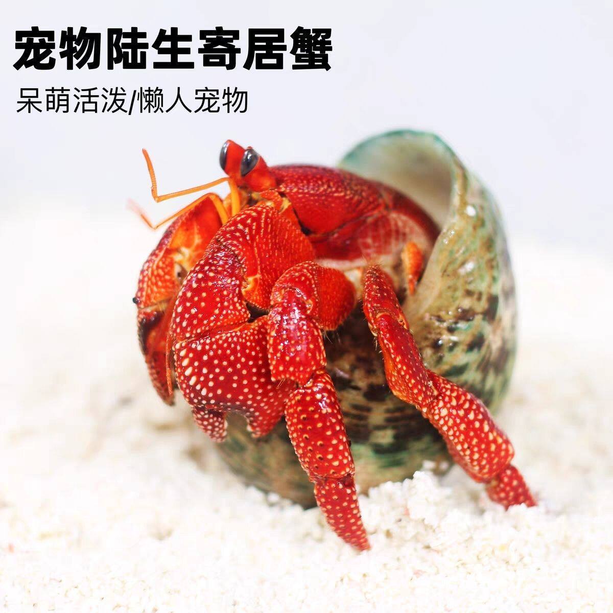 陆生宠物寄居蟹活物淡水短腕寄居蟹懒人桌面小宠物深紫观赏