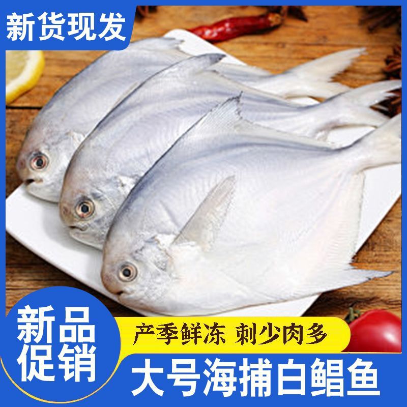 【顺丰速运】特大号水产白鲳鱼冷冻新鲜海鱼镜鱼昌鱼晶鱼海鲜批发