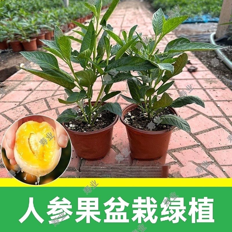 人参果盆栽人参果绿植人参果水果
