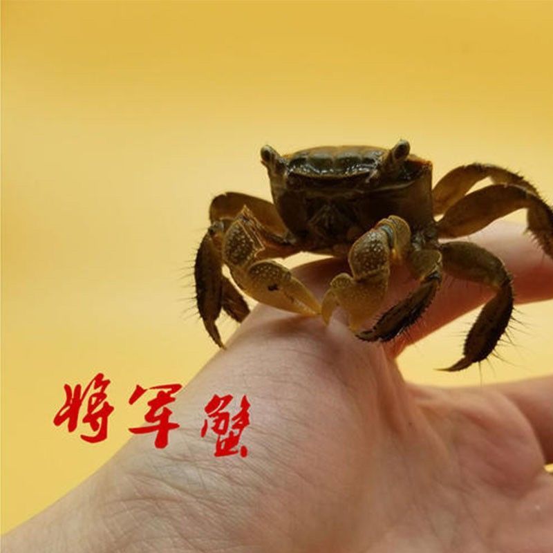 相手蟹淡水小朋友鱼缸批发辣椒蟹将军蟹清理小动物可爱摆摊 图片 6
