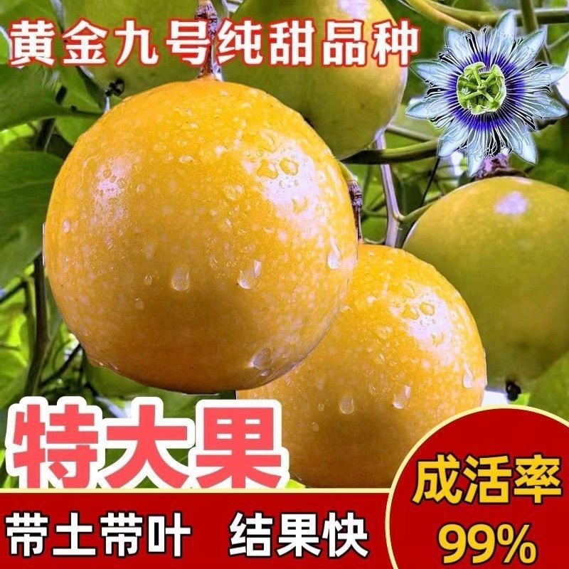 【纯甜】新品种百香果苗黄金百香果苗四季可种特大百香果特大果