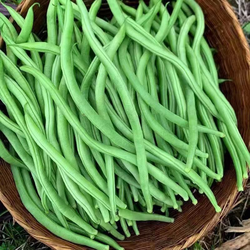 架豆王正宗无筋豆龙豆四季豆新鲜蔬菜四季豆无筋豆架豆王