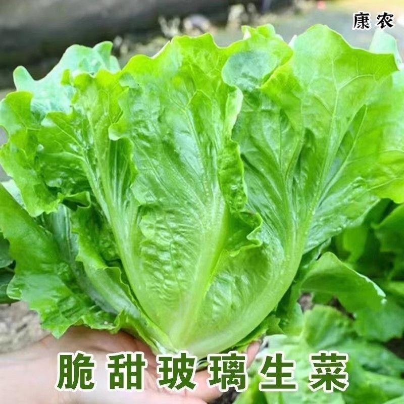 生吃即食意大利奶油生菜新鲜生菜沙拉蔬菜生菜火锅烤肉涮菜一整箱