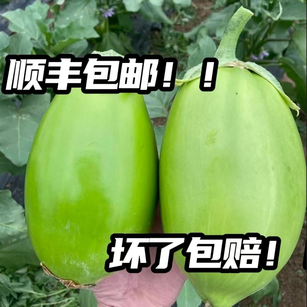 顺丰包邮新鲜自种便宜茄子河南生吃当季蔬菜农家可生时令青皮现摘