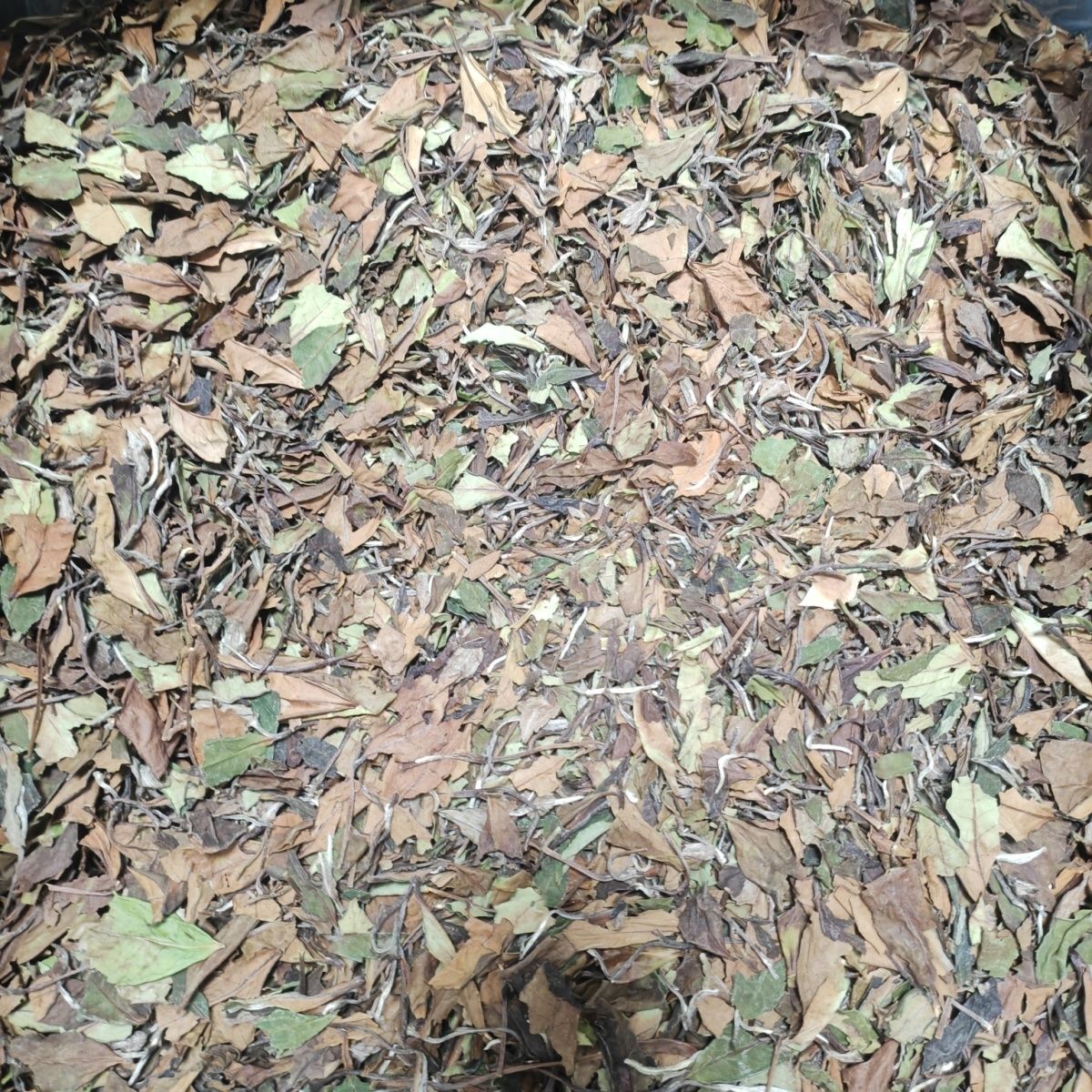 福鼎白茶白露茶2024年秋寿眉正宗太姥山
