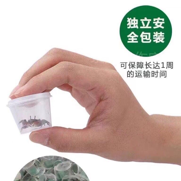 呆萌迷你辣椒蟹 宠物观赏蟹 自来水可养 不挑环境 鱼缸除藻清洁蟹 图片 10
