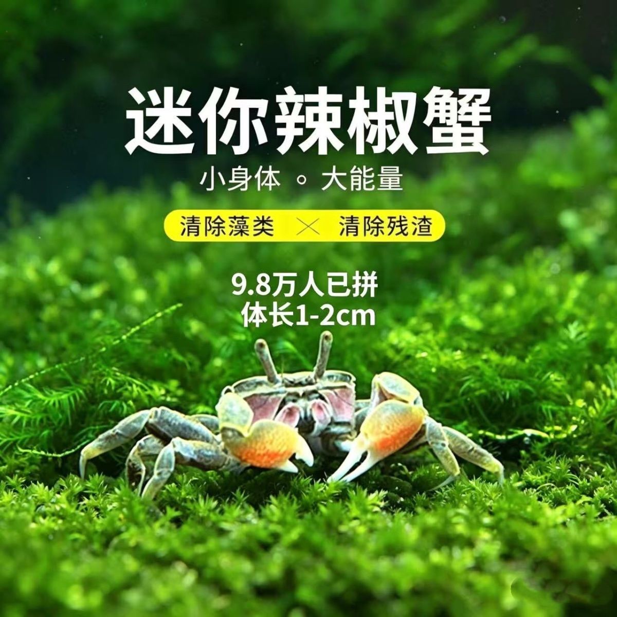 呆萌迷你辣椒蟹 宠物观赏蟹 自来水可养 不挑环境 鱼缸除藻清洁蟹 图片 4