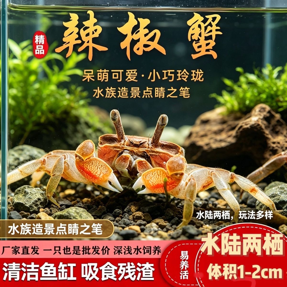 呆萌迷你辣椒蟹 宠物观赏蟹 自来水可养 不挑环境 鱼缸除藻清洁蟹 图片 1