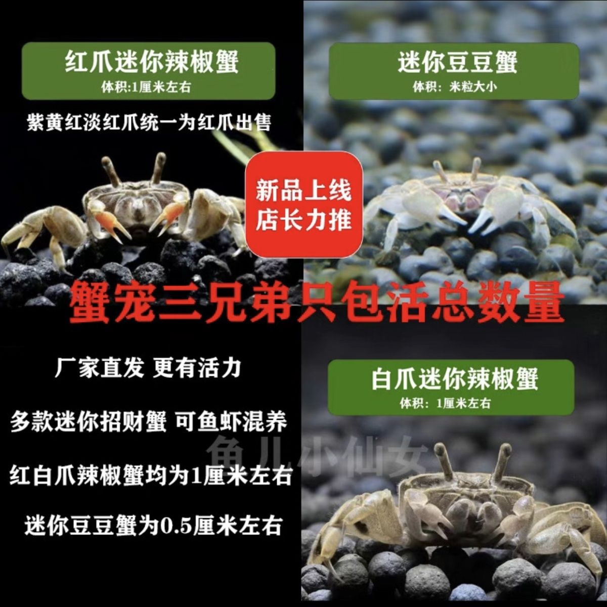 呆萌迷你辣椒蟹 宠物观赏蟹 自来水可养 不挑环境 鱼缸除藻清洁蟹 图片 8