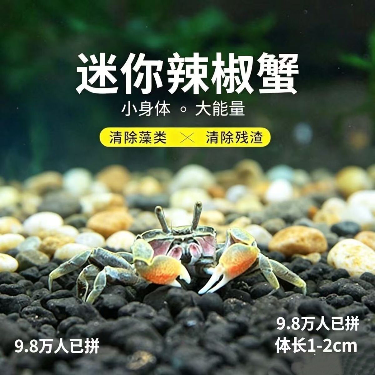 呆萌迷你辣椒蟹 宠物观赏蟹 自来水可养 不挑环境 鱼缸除藻清洁蟹 图片 3