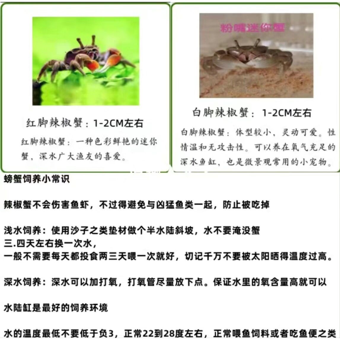 呆萌迷你辣椒蟹 宠物观赏蟹 自来水可养 不挑环境 鱼缸除藻清洁蟹 图片 9