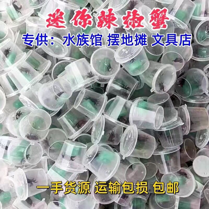 呆萌迷你辣椒蟹 宠物观赏蟹 自来水可养 不挑环境 鱼缸除藻清洁蟹 图片 7
