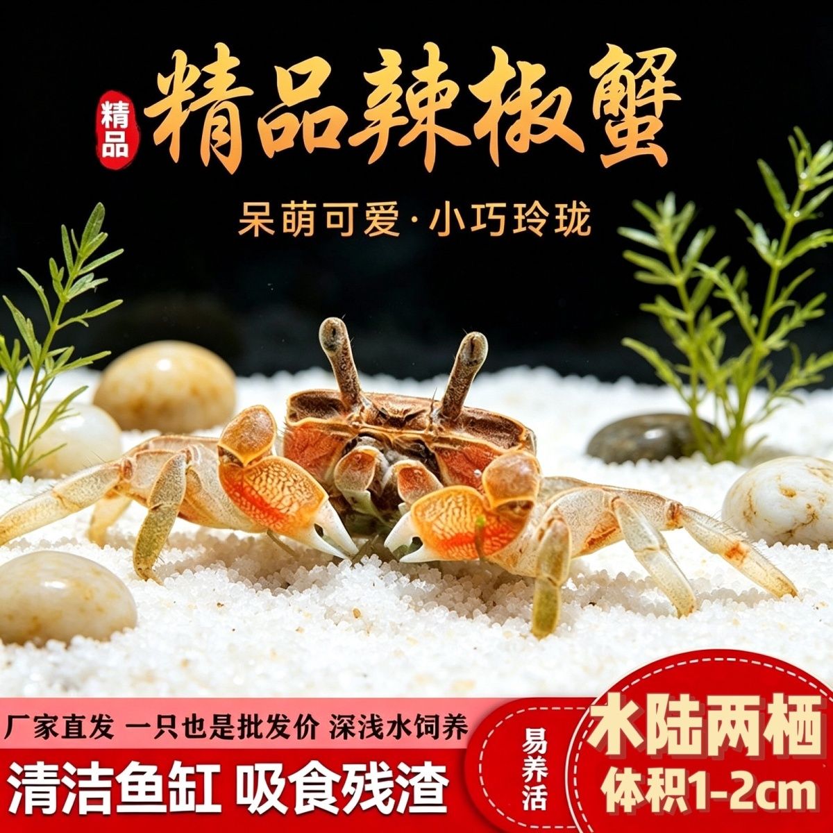 呆萌迷你辣椒蟹 宠物观赏蟹 自来水可养 不挑环境 鱼缸除藻清洁蟹 图片 2