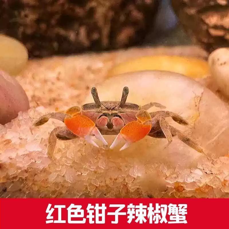 呆萌迷你辣椒蟹 宠物观赏蟹 自来水可养 不挑环境 鱼缸除藻清洁蟹 图片 6