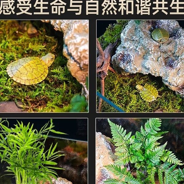 逃逸玻璃玻璃缸宠箱宠物饲养蜘蛛守宫乌龟蜥蜴造景寄居蟹饲养套装 图片 5