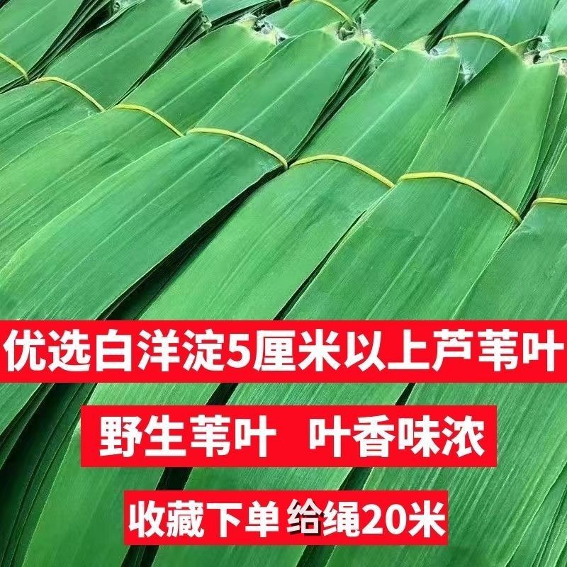 正宗白洋淀现摘农家粽子叶芦苇叶新鲜野生粽叶纯天然野生包粽叶