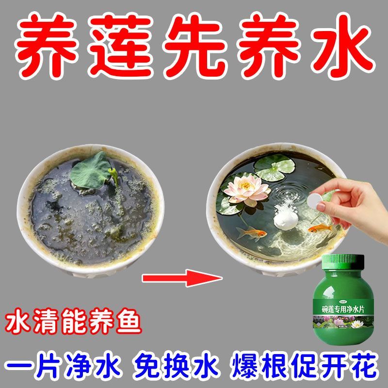 免换水碗莲净水片荷花睡莲水培专用净水片防黄叶叶面黑烂通用
