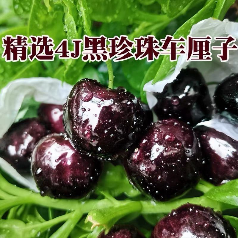 精选4J黑珍珠车厘子新鲜水果