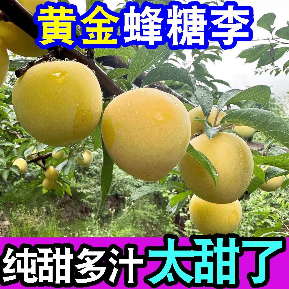 正宗超甜黄金蜂糖李子脱骨李当季新鲜水果冰糖李子脆甜整箱批发